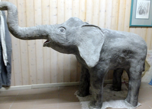 Elefant